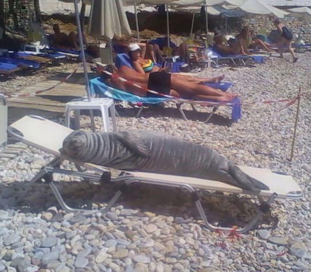 Water Doggo Enjoying Some Sun Time