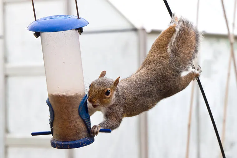 Preserve Birdfeeders from Squirrels