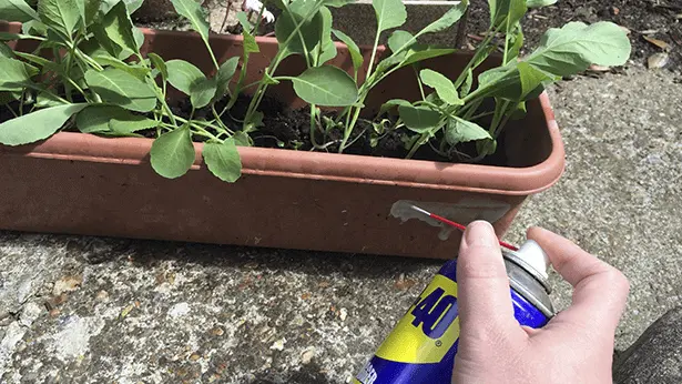 Shield Your Garden from Slugs and Snails